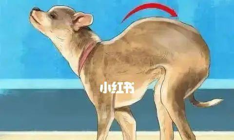 狗狗的胰腺炎——原因与治疗