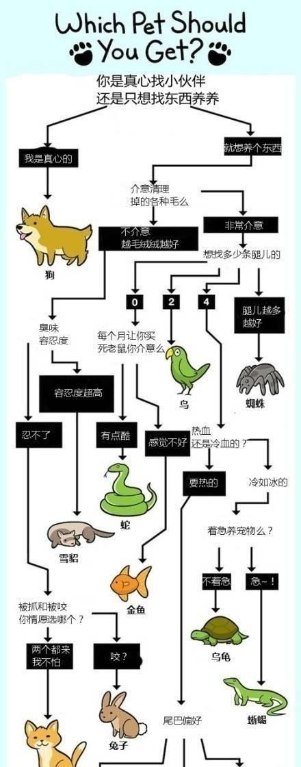 棕榈凤头鹦鹉的饲养方法（让你成为棕榈凤头鹦鹉的贴心主人）