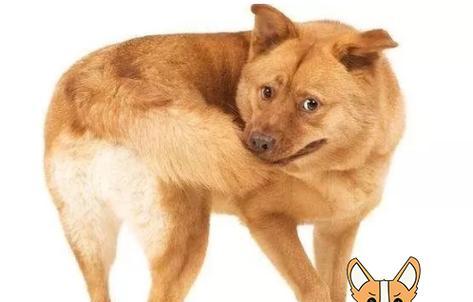 为什么狗狗的尾巴会下垂？（探究尾巴下垂背后的原因及解决方法。）