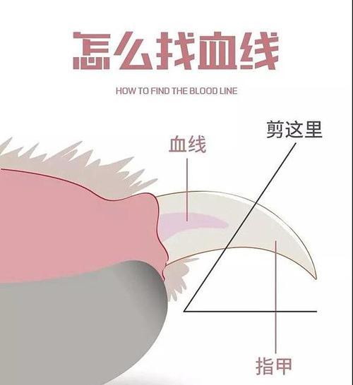 如何彻底清理猫窝？（让您的爱宠生活更舒适）