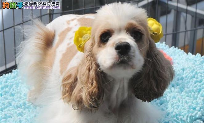 可卡犬断奶后的养护指南（从婴儿期到成年，宠物犬如何健康成长？）