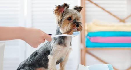 如何给宠物狗狗刷牙（小犬健康，从口腔护理开始）