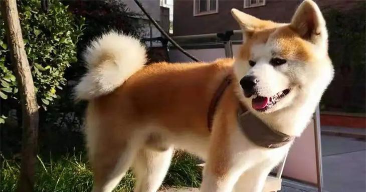 如何训练秋田犬坐下别动？（秋田犬坐下别动训练技巧与注意事项）