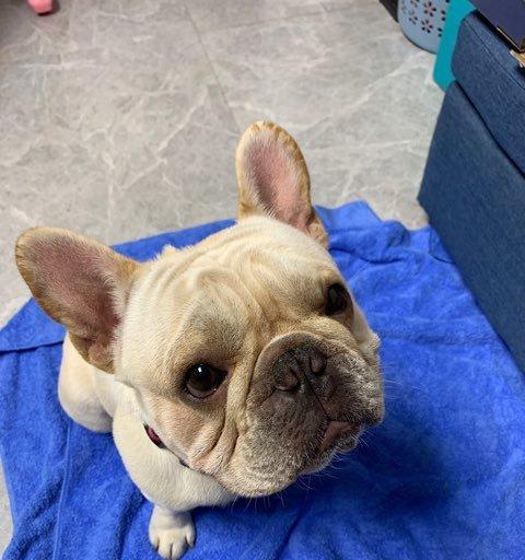 以法斗犬多大可以配种？（配种的注意事项和推荐年龄）