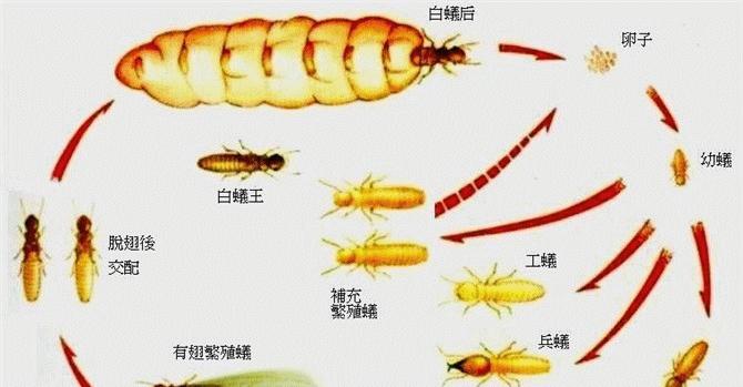 白鼠鱼的饲养方法（打造健康的养殖环境）