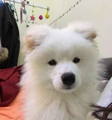 小萨摩的耳朵成长日记（2个月大的幼犬耳朵的形态和发育情况详解）