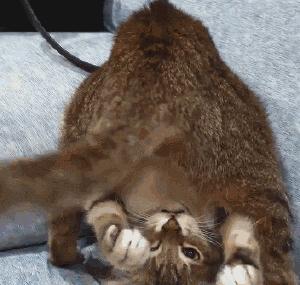 为什么猫咪会追自己的尾巴？（探究猫咪玩自己尾巴的原因与心理）