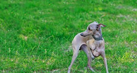 意大利灵缇犬的饲养全指南（让你的灵缇犬健康成长，和你共度美好时光）