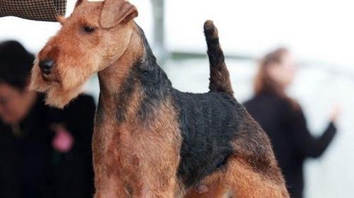 为什么斯宾格犬要断尾？（探究斯宾格犬断尾的原因及影响）