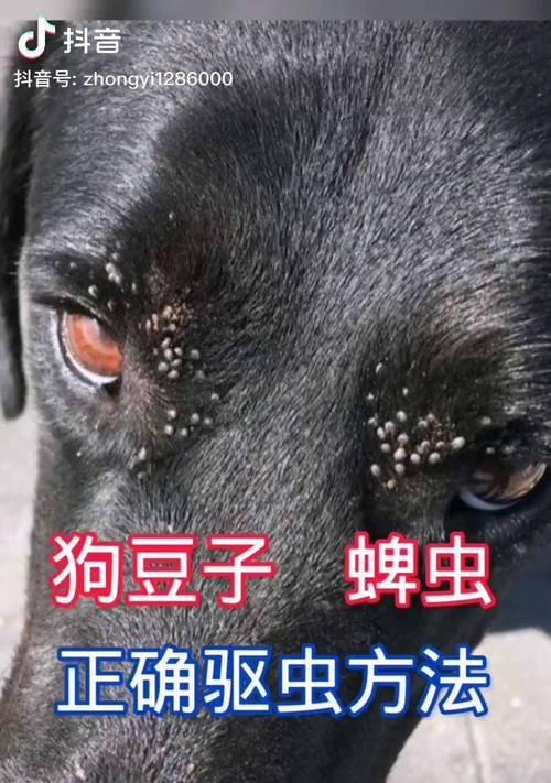 从宠物身上去除寄生虫，让您的宠物健康无忧（从宠物身上去除寄生虫，让您的宠物健康无忧）