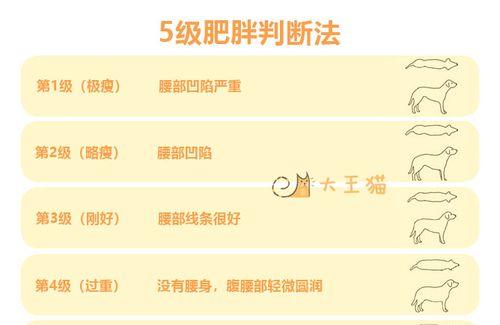 奥达猎犬饲养技巧（打造忠诚、活泼、聪明的伴侣）