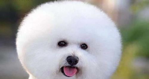 揭秘比熊犬爱叫的原因（探究比熊犬爱叫的心理和生理原因，助你摆脱犬吠困扰）
