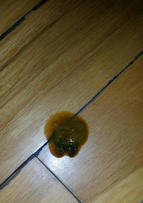 狗狗拉屎屁股肿有血该怎么办？（处理狗狗便便问题的有效方法）