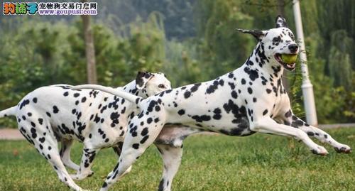 训练斑点犬的注意事项（以宠物为主，培养优秀品质）