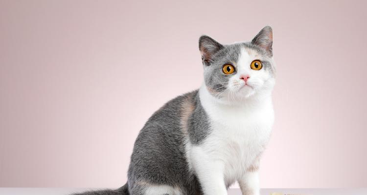 英国短毛猫的零食选择（探究英国短毛猫的口味喜好及零食营养需求）