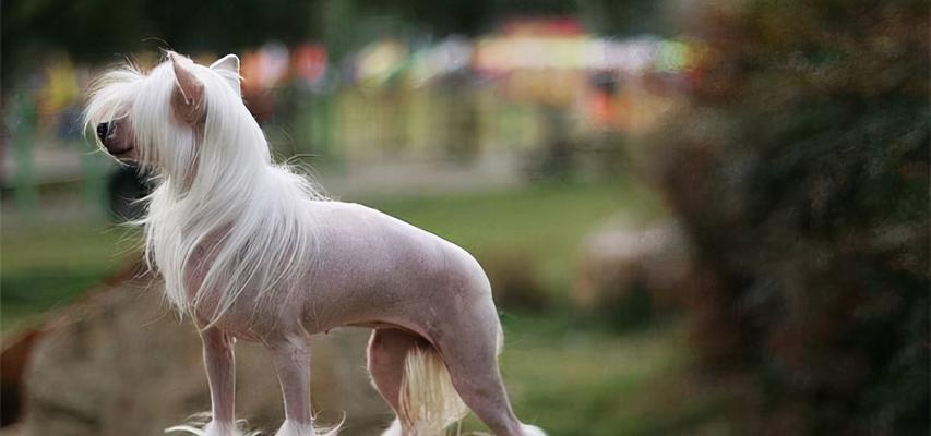 法老王猎犬的饲养方法（掌握这些方法让你成为专业的法老王猎犬主人）