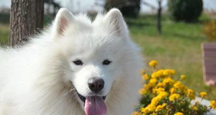 以萨摩耶犬好养吗？——从宠物主人的角度来看（了解萨摩耶犬的特点和养护，让你成为最好的主人）