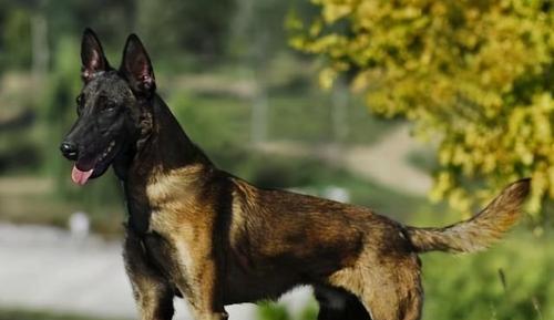 如何正确给马犬洗澡（细节决定洗澡效果，掌握关键技巧）