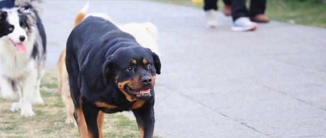 以罗威纳犬为宠物（了解罗威纳犬的性格特点与培养方法，让你的宠物成为最可爱的伙伴）