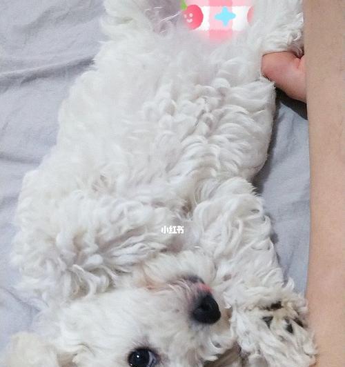 以比熊不怕打的宠物教育方法（如何让你的宠物不惧打击，成为更健康快乐的家庭伙伴）