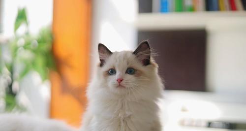 探秘CFA布偶猫展（品味品种魅力、近距离观赏纯种美、亲手为爱宠精挑细选）