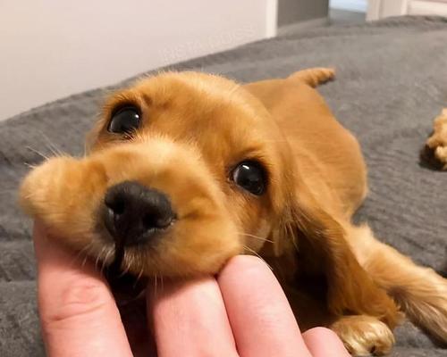 如何教养一只快乐、健康的狗狗（掌握狗狗的饮食、运动和训练，让它成为你的最佳伴侣）