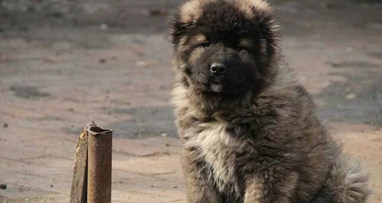 高加索犬的生长繁殖（宠物养殖技巧与经验分享）