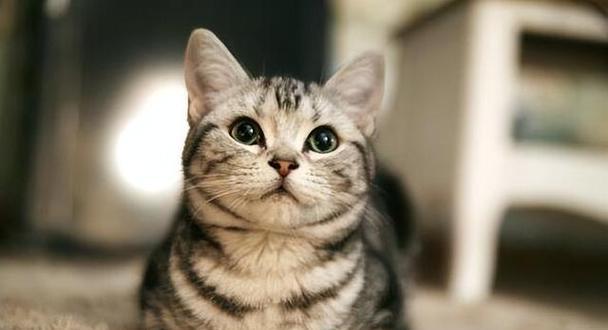 猫咪的特点（探索猫咪独特的行为和身体特征）