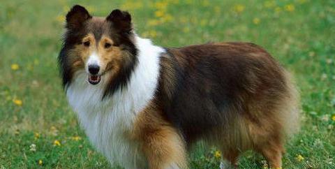 喜乐蒂牧羊犬的养护指南（了解喜乐蒂牧羊犬，做好养护工作）