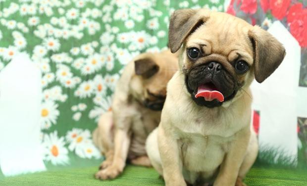 巴哥幼犬的饲养之狗粮摄入量（如何正确给巴哥幼犬喂食才健康）