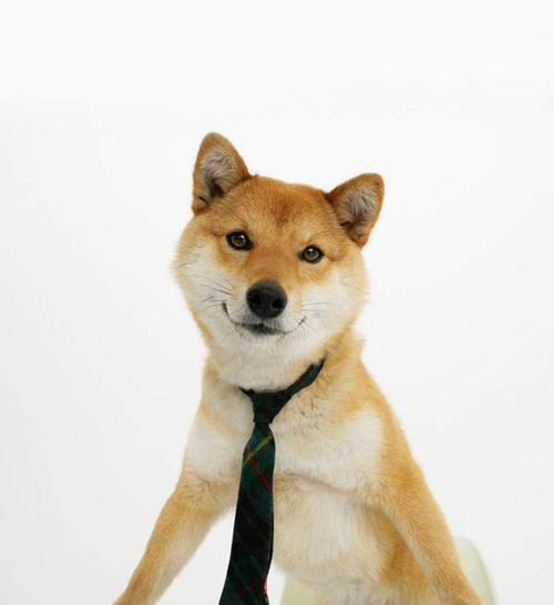 秋田犬穿衣服的可能性探讨（以宠物为主，了解秋田犬的身体特点与舒适度）