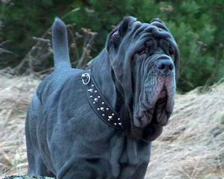 纽波利顿獒犬的养护之道（宠物狗的饲养、训练及日常护理技巧）