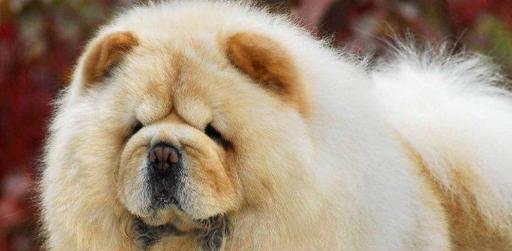 松狮犬体臭处理方法（以宠物为主，让您的爱犬免受体臭困扰）