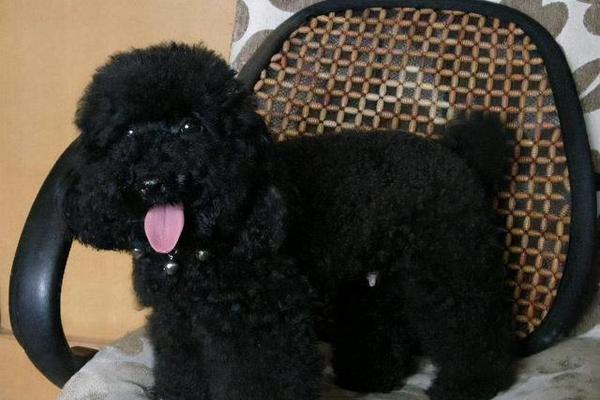 黑色贵宾犬的饮食之道（了解贵宾犬的饮食需求，让爱宠更健康）
