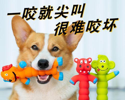 如何正确训练比熊犬（掌握比熊犬训练技巧，成为贴心的宠物主人）