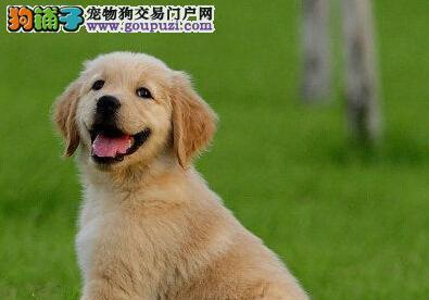 如何区分金毛犬健康与否（从体态、行为、饮食等方面入手，提高饲养质量）