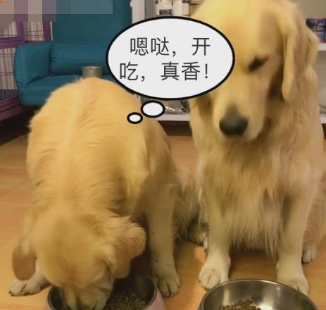 金毛每天吃多少狗粮合适？（金毛狗粮的喂养量与健康，合理喂养金毛狗粮的注意事项）