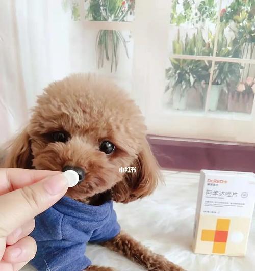 在家自助驱虫，宠物狗无忧（家中驱虫法，让爱犬健康自在）