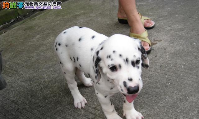 大麦町犬的饲养方法（如何养好大麦町犬）
