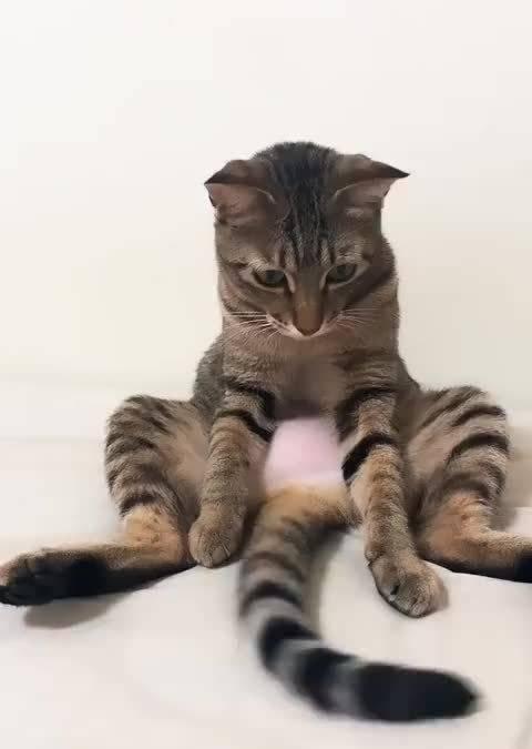 猫咪为什么会翘着尾巴摇来摇去？（探究猫咪行为语言中的“尾语”以及猫咪的情绪表达方式）