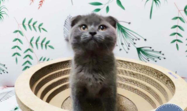 50天蓝猫折耳的成长日记（从出生到独立——一只蓝猫折耳的成长过程）
