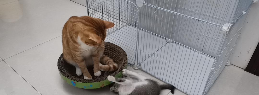 猫咪的饥饱感知能力（了解猫咪的饥饱感知机制，帮助你更好地照顾你的宠物）