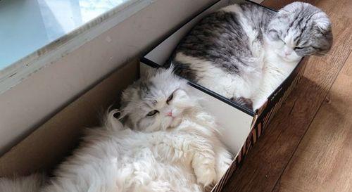 如何有效防止宠物猫在床上尿？（掌握清洁、定位和养成好习惯，让宠物猫远离床上尿的困扰）