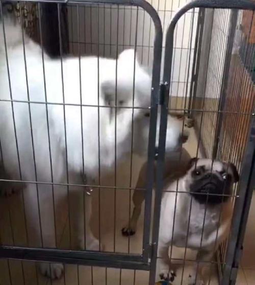 萨摩耶犬的笼子大小选择指南（如何为你的宠物选择合适的笼子尺寸？）