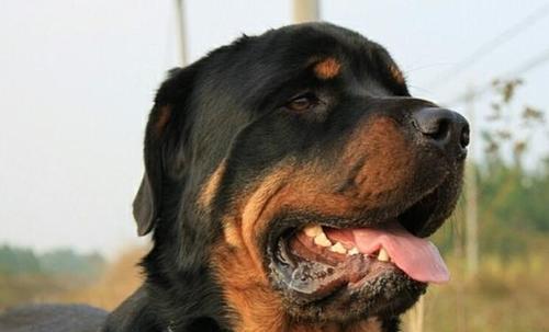 如何为你的罗威纳犬提供最佳营养？（满足罗威纳犬的营养需求，让它们更健康、更幸福）