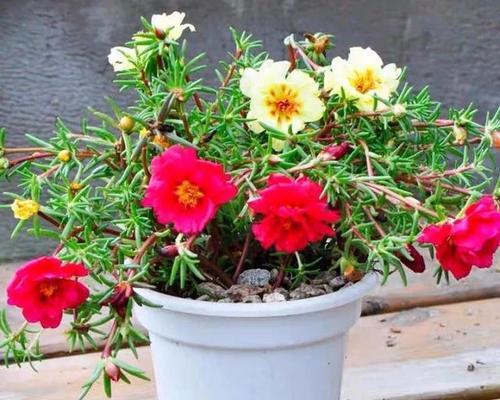 花水泡的饲养方法（让你的水族箱充满生机的技巧与技术）