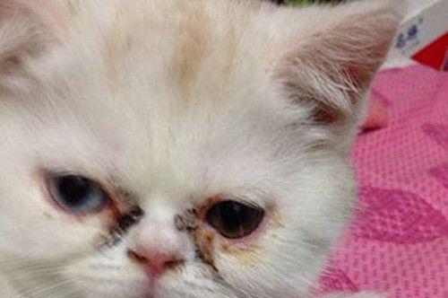 如何清洗猫咪的泪痕？（清洗泪痕的正确方法和注意事项）
