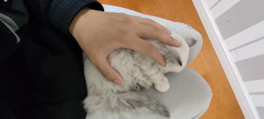 猫咪为什么喜欢用头蹭我脚转圈？（探究猫咪为什么会用头蹭人的原因，以及为什么会在人面前转圈。）
