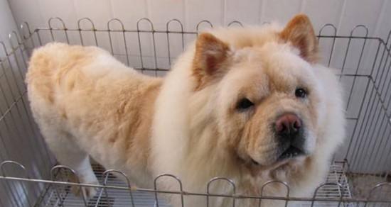 夏日护理松狮犬，宠物健康无忧（宠物家庭必备，夏日护理指南）