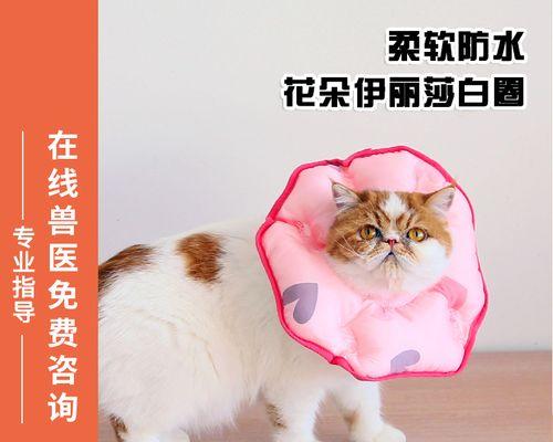 猫狗抓咬后的处理要点（宠物抓咬伤如何快速有效处置）